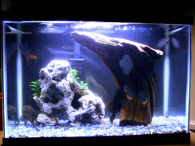 fish tank filter. Complete Fish Tank with Lamp,