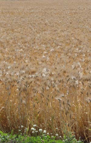 Wheat in Gyoda